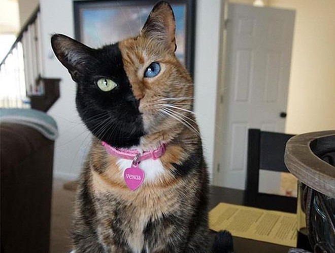 Đặc điểm khác thường này của mèo Venus khiến không ít người lần đầu tiếp xúc nhầm lẫn với việc chủ nhân của nó trang điểm hoặc nhuộm lông cho chú mèo. Tuy nhiên, sự thật là khuôn mặt đó hoàn toàn tự nhiên.