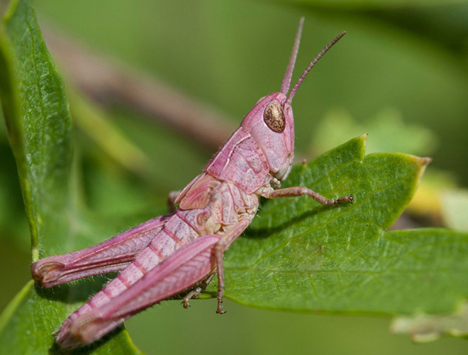 Nhà thám hiểm hoang dã Victoria Hillman chia sẻ trên National Geographic: cơ thể châu chấu có màu hồng là do hội chứng erythrism. Hội chứng khiến loài động vật này dư thừa sắc tố đỏ, thiếu hụt sắc tố melanin