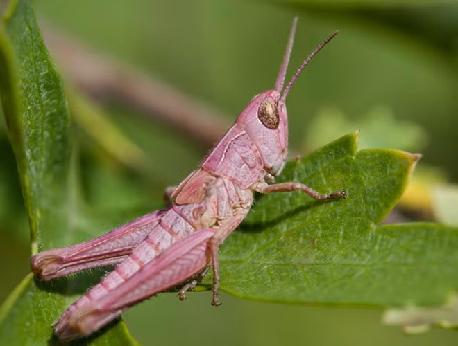 Nhà thám hiểm hoang dã Victoria Hillman chia sẻ trên National Geographic: cơ thể châu chấu có màu hồng là do hội chứng erythrism. Hội chứng khiến loài động vật này dư thừa sắc tố đỏ, thiếu hụt sắc tố melanin