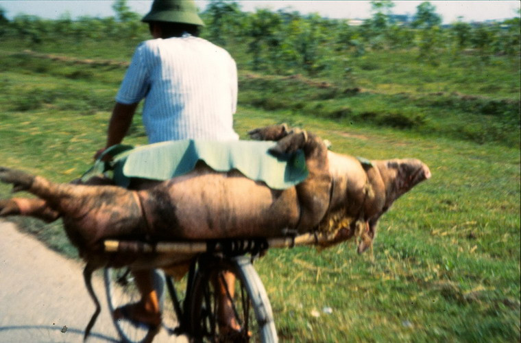 Chở lợn bằng xe đạp ra chợ.
