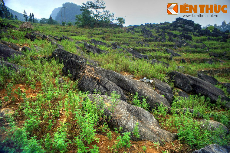 Theo các nhà địa chất, cảnh quan "đàn sư tử biển Vần Chải" gợi mở về môi trường biển hình thành nên loại đá vôi có tuổi cách ngày nay khoảng 385 - 358 triệu năm ở khu vực. Đây là một tập đá vôi phân lớp khá dày, màu xám sáng, tinh khiết hơn so với những tập đá vôi phân lớp mỏng hơn ở khu vực lân cận.