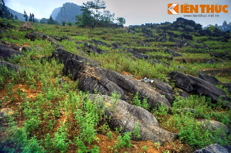 Theo các nhà địa chất, cảnh quan "đàn sư tử biển Vần Chải" gợi mở về môi trường biển hình thành nên loại đá vôi có tuổi cách ngày nay khoảng 385 - 358 triệu năm ở khu vực. Đây là một tập đá vôi phân lớp khá dày, màu xám sáng, tinh khiết hơn so với những tập đá vôi phân lớp mỏng hơn ở khu vực lân cận.