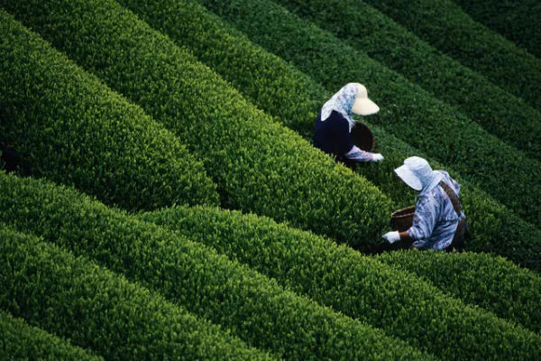 Trong năm 2015, sao Cửu Tử là cát tinh nằm ở cung Khôn hình thành nên thế Hỏa Thổ tương sinh vì thế những sự vật và ngành nghề nào có liên quan đến quẻ Khôn đều rất vượng. 