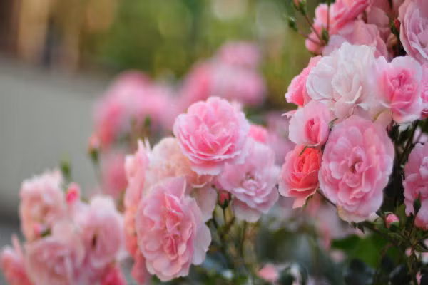 Trong cuộc sống có rất nhiều vật mang lại sự may mắn, có tác dụng kích hoạt vận may, xui đuổi vận xui. Chúng ta có thể sử dụng hoa tươi, long quy hay trúc phú quý đều là những vật phong thủy may mắn trong nhà để rinh thêm may mắn. (Thông tin trong bài chỉ mang tính tham khảo). 