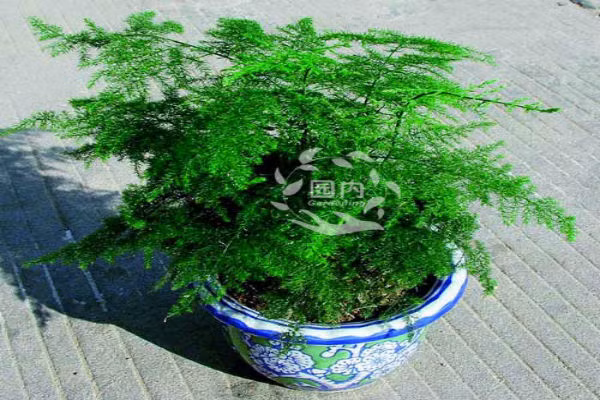 Vì thế cây để trong phòng làm việc nên chọn những loại cây lá to vừa giúp chặn hung thần, lại giúp hấp thị năng lượng của trời đất. Trong trường hợp muốn tránh những tia bức xạ từ máy tính có thể chọn cây lá măng, cây dừa cảnh thay thế. 