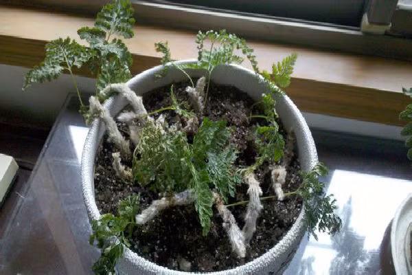 6 dò vạt cam ky bay tren ban lam viec-Hinh-2