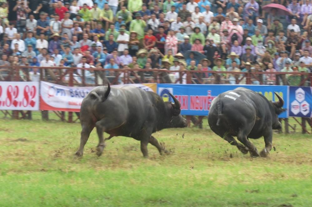"Ông" trâu số 11 thua cuộc bỏ chạy. Nhiều "ông trâu" có trọng lượng cơ thể lên tới cả tấn.