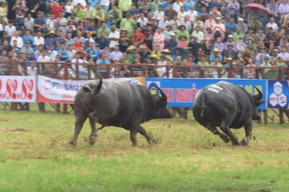 "Ông" trâu số 11 thua cuộc bỏ chạy. Nhiều "ông trâu" có trọng lượng cơ thể lên tới cả tấn.