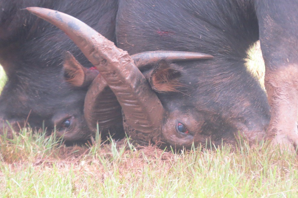 Hai "ông" trâu đọ sức kịch tính.