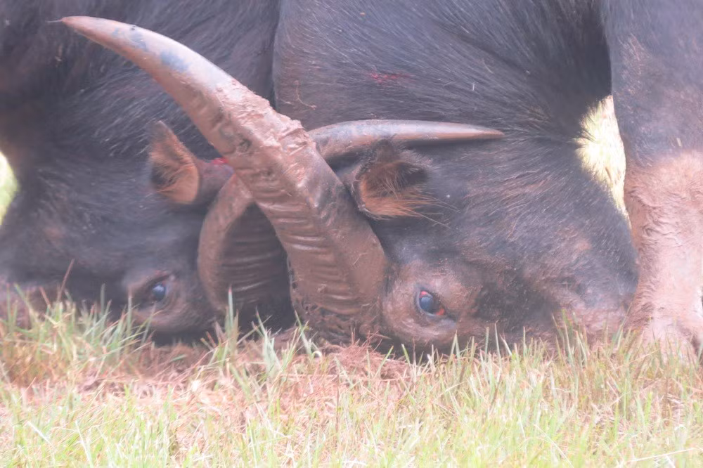 Hai "ông" trâu đọ sức kịch tính.