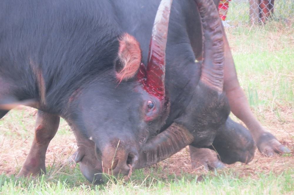 Những miếng đánh móc hiểm hóc.