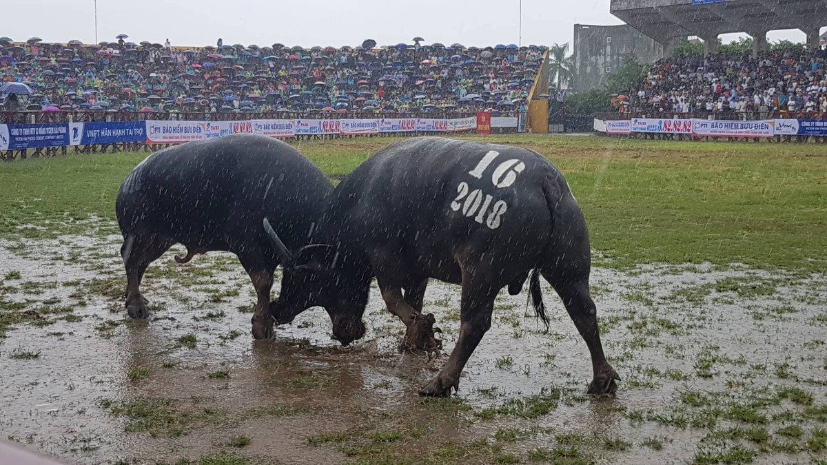 Sáng 18/9, tại SVĐ trung tâm quận Đồ Sơn (TP Hải Phòng) đã diễn ra Lễ hội chọi trâu truyền thống Đồ Sơn 2018. Tham dự lễ hội năm nay có 16 “ông” trâu.
