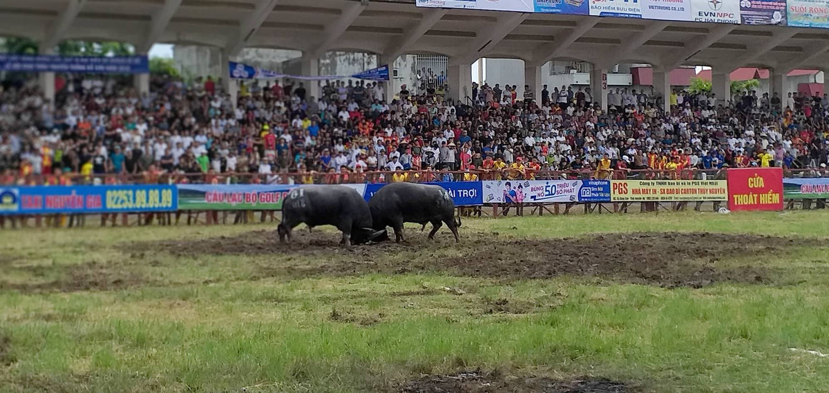 ... tạo nên sự phấn khích cho người xem.