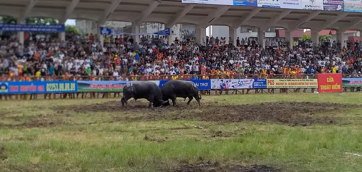 ... tạo nên sự phấn khích cho người xem.