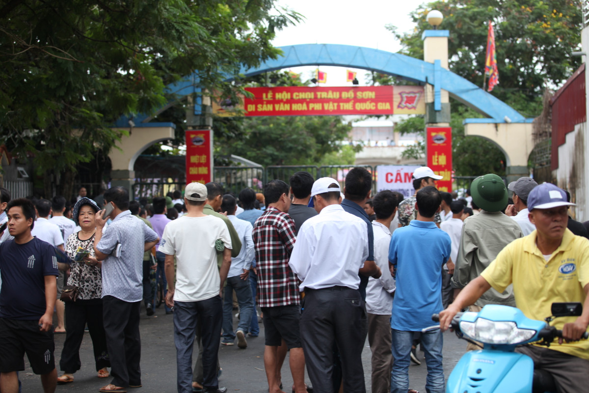 Năm nay lễ hội chọi trâu có nhiều nét mới như Ban tổ chức không tổ chức vòng loại, không bán vé, mở cửa tự do cho người dân và du khách vào sân, công tác đảm bảo an toàn cho các chủ trâu và khách đến dự được siết chặt.