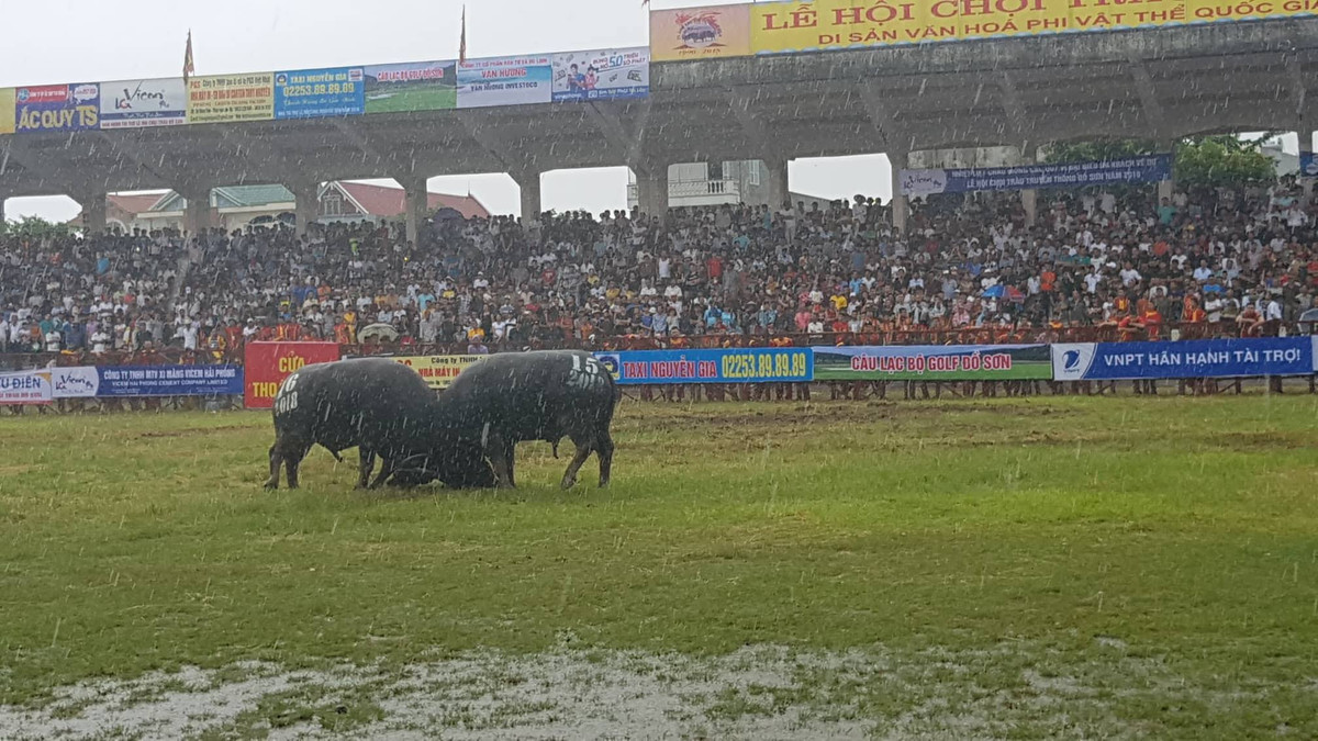 Trong sân các "ông" trâu đang cống hiến những kháp đấu hấp dẫn...
