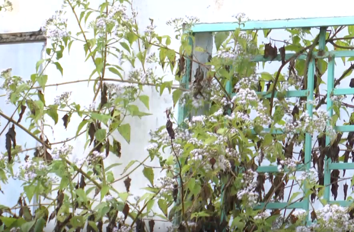 Trước mắt, UBND huyện Đăk Glei đã xây dựng phương án khắc phục, sửa chữa lại nhà ở và các công trình hạ tầng kỹ thuật bị hư hỏng để người dân thuận lợi trong việc quay lại khu tái định cư sinh sống. Đồng thời, những quỹ đất dư hoặc chưa có người ở sẽ bố trí cho các hộ gia đình khó khăn, thiếu đất ở, dân vùng sạt lở đến ở. (Ảnh: Dân Trí).