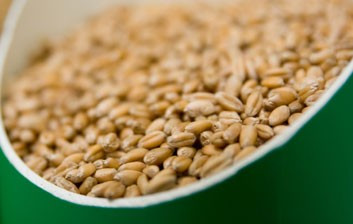 Ngũ cốc có mặt trong danh sách thực phẩm càng ăn càng trẻ vì cung cấp hàng loạt các yếu tố chống lão hóa.