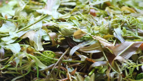 Lẩu lá rừng: Từng là một món ăn chống đói của người dân tộc Ê đê, đến nay lẩu lá rừng lại trở thành đặc sản Tây Nguyên đãi khách phương xa. Món ăn này giống như thứ canh thập cẩm với đủ các loại lá rừng, do đó ban đầu nó thường không mấy hấp dẫn du khách.