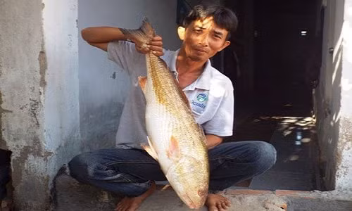 Ngư dân Lỡ Thế Vinh câu được con cá nghi là cá sủ vàng
