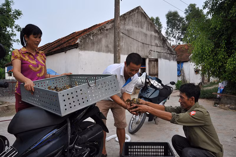 Ông Phạm Văn Miền đang chuyển, bán vịt trời giống cho khách tại trang trại của gia đình.