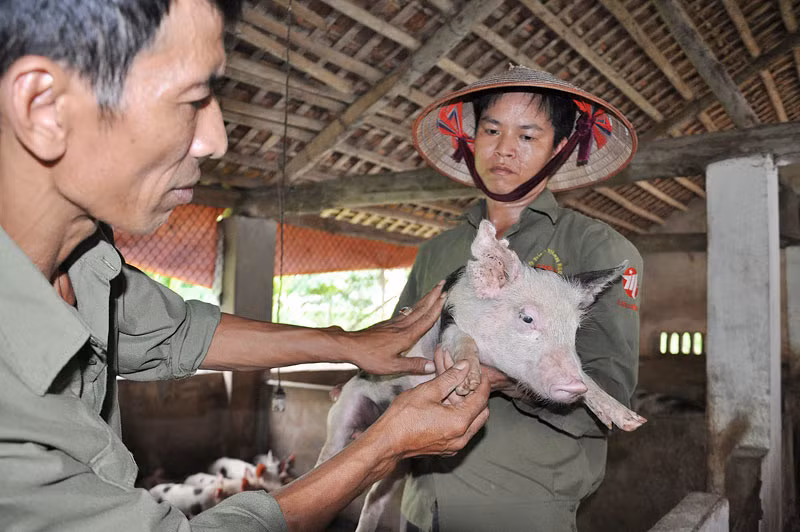Ông Miền (trái) đang cùng công nhân kiểm tra sức khỏe cho lợn giống siêu trong trang trại của gia đình.