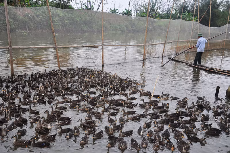 Việc thuần hóa và nhân nuôi thành công vịt trời, xuất bán ra thị trường trên 5 vạn con giống và 20.000 vịt thương phẩm đã giúp ông có thu nhập hàng trăm triệu đồng/năm.
