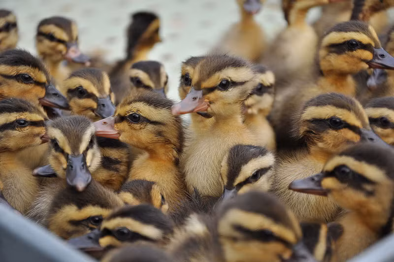 Cận cảnh đàn vịt trời giống tại trang trại ông Miền.