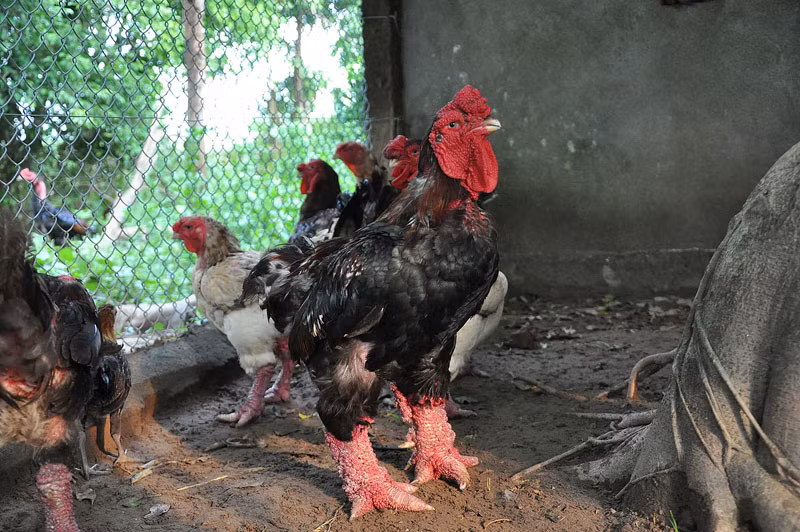 Là người đầu tiên đưa gà Đông Tảo về nuôi tại tỉnh, hiện ông Miền đã nhân nuôi và luyện được hàng chục con gà quý hiếm có giá tiền từ trên dưới 30 triệu đồng/con. “Thời gian đầu đưa gà về nuôi, cũng gặp rất nhiều khó khăn, nhưng mình chịu khó học hỏi kỹ thuật nuôi qua các kênh sách vở và hỏi chuyên gia về gà, và kinh nghiệm nuôi nhiều năm đã rút ra được bí quyết luyện thành công giống gà quý hiếm tiến vua ở Việt Nam” – ông Miền chia sẻ.