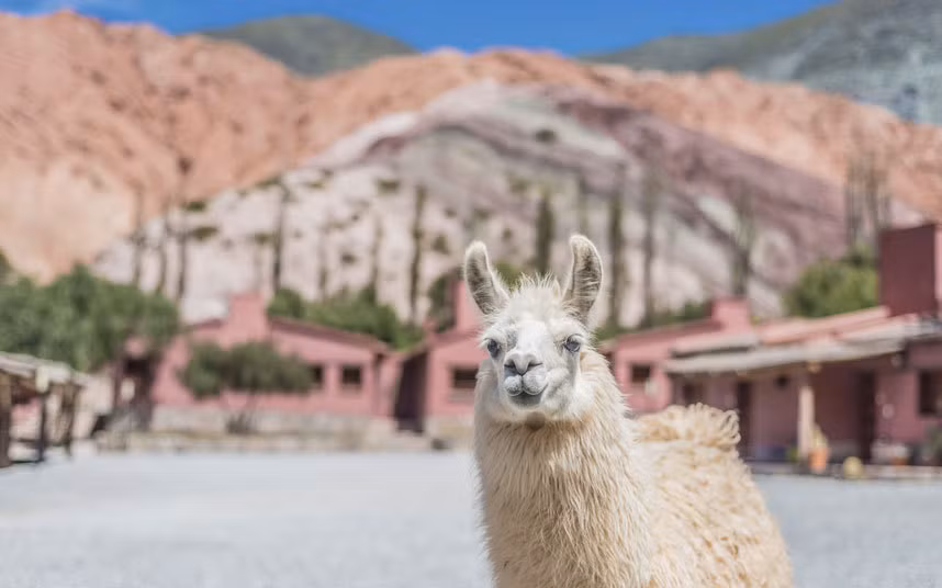 Núi Cerro de los Siete Colores ở Argentina còn gọi là Núi bảy màu. Những màu sắc trên đá đẹp nhất sau khi mặt trời ló rạng vài tiếng đồng hồ và cách tốt nhất để thưởng thức là đi bộ với một chú lạc đà chở hành lý.