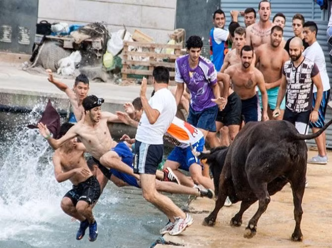 Những ngươi tham gia trêu chọc bò rồi cố gắng nhử chúng xuống nước.