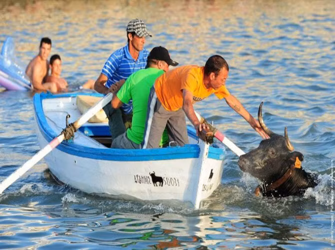 Nhóm nam giới cứu một con bò.