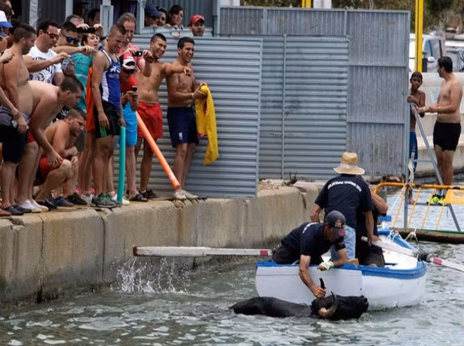Nó là một phần của lễ hội Santisima Sangre (máu thánh) để tưởng nhớ một tu sĩ mang tên Pedro Esteve, người đã cứu thành phố khỏi một dại dịch vào năm 1663. Lễ hội diễn ra vào tuần thứ hai của tháng 7.