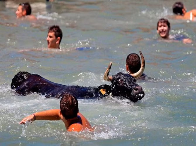 Người thành công trong việc khiến bò rơi xuống nước sẽ giành phần thắng. 