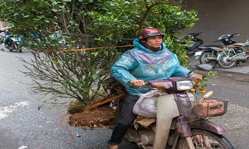 Ton Koene ghi lại hình ảnh người dân Việt Nam đang vận chuyển cây cảnh bằng xe máy.