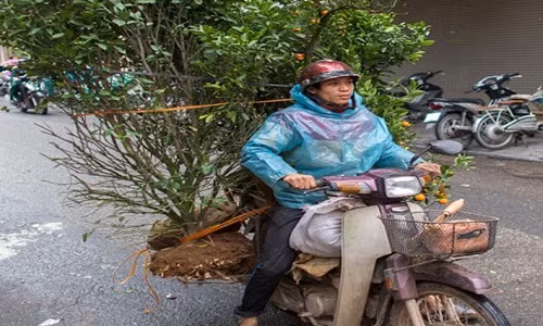 Ton Koene ghi lại hình ảnh người dân Việt Nam đang vận chuyển cây cảnh bằng xe máy.