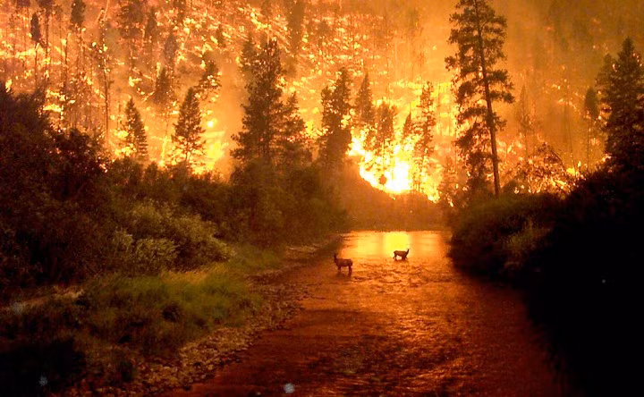 Đám cháy bùng phát sau hoạt động đốt cỏ của người dân trong khu vực. "Đốt cỏ" là một hoạt động truyền thống của nông dân Nga, vừa để dọn dẹp cỏ khô vừa để chuẩn bị đất để trồng trọt.