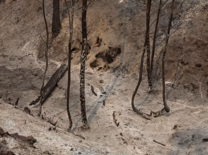 Ảnh chụp đất đai, cây cối ở Chelan sau vụ cháy rừng ngày 17/8.