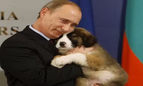 Tổng thống Nga Putin ôm chú chó thuộc giống chó chăn cừu Bulgaria – món quà ông nhận được từ Thủ tướng Bulgaria Boiko Borisov tại Sofia ngày 13/11/2010.