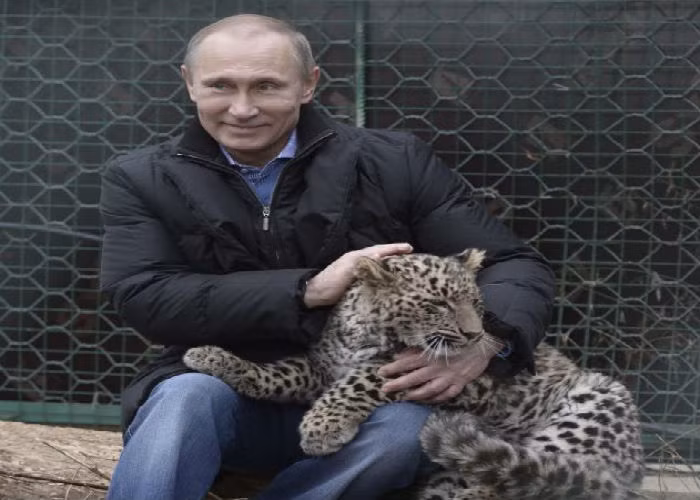 Nhà lãnh đạo nước Nga ôm một chú báo Ba Tư trong chuyến thăm vườn quốc gia Sochi ngày 4/2/2014.