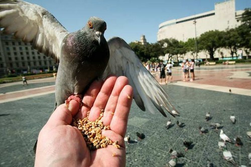 Ở San Francisco, việc cho bồ câu ăn là vi phạm pháp luật. Ở San Francisco, việc cho bồ câu ăn là vi phạm pháp luật.