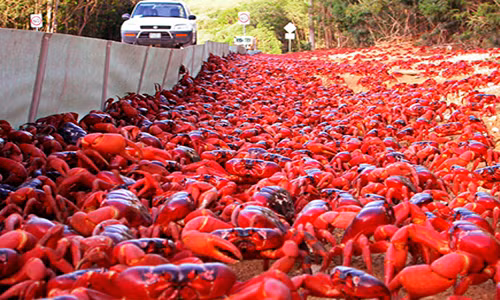 Ngoan muc canh hang tram trieu cua do lu luot di cu