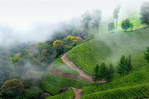 Đồi chè xanh ở Munnar: Thiên nhiên đã ban tặng cho Munnar một khung cảnh thật thanh bình và yên tĩnh với những đồi chè xanh mướt trải dài vô tận, những con đường uốn lượn quanh co, những dãy núi nhấp nhô và thung lũng đầy mây mù kỳ ảo.