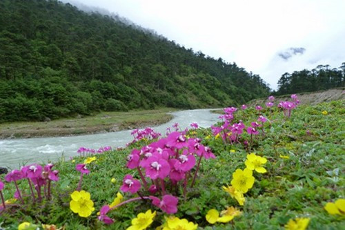 Thung lũng Yumthang ở Sikkim: Yumthang còn được biết đến với biệt danh là “Thung lũng hoa”. Dòng sông Teesta chảy qua thung lũng Yumthang càng khiến khung cảnh nơi đây trở nên thơ mộng hơn.