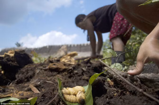 Những con sâu bướm sữa này chính là một nguồn thức ăn của bộ tộc.