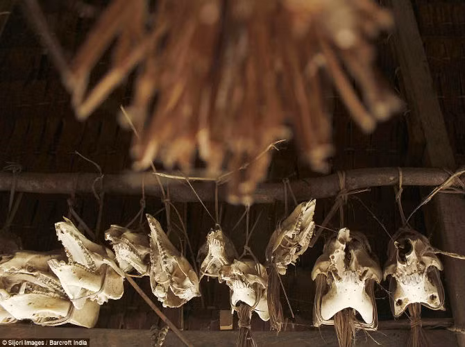 Ngôi nhà được trang trí bằng những chiếc đầu lâu của nhiều loại thú rừng.