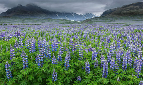 Cánh đồng hoa Lupine rực rỡ trong Vườn quốc gia Vatnajokull, đông nam Iceland.