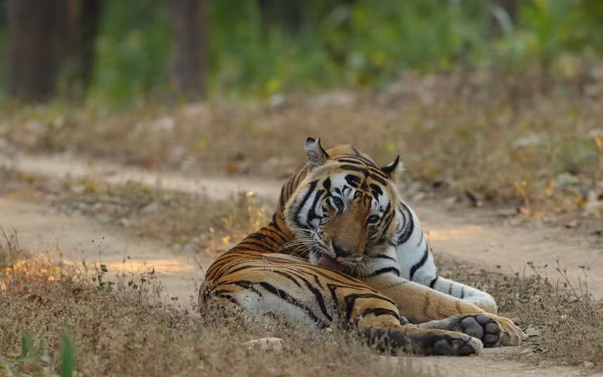 Khu bảo tồn hổ Kanha, India. Khu bảo tồn hổ Kanha ở Madhya Pradesh là nhà của một số lượng lớn họ hàng nhà hổ Shere Khan, cũng như các loài báo, khỉ và chim chóc.