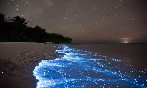 Nằm tại Vieques, Puerto Rico, Vịnh Muỗi hay còn gọi Vinh Phát quang có một loài vi sinh vật phát quang gọi là Noctiluca scintillans (ánh sáng đêm lấp lánh) tạo nên cảnh quan vô cùng tuyệt mĩ. Mỗi khi bị khuấy động, loài vi sinh trên phát quang tạo ra ánh sáng giống như ánh lửa nhấp nháy trên mặt biển.