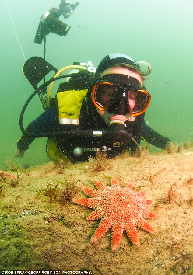 Cô Watson có 16 năm lặn biển ở Biển Bắc chia sẻ rất vui mừng khi phát hiện những cây sồi cổ. Một số người cho rằng khu rừng cổ này đã bị nước biển nhấn chìm khi băng tan khiến mực nước biển tăng lên 120m.